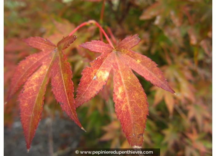ACER palmatum 'Fireglow'