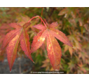 ACER palmatum 'Fireglow'