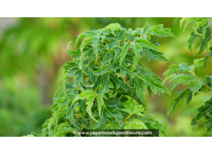 ACER palmatum 'Shishigashira' ACER palmatum 'Shishigashira'