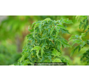 ACER palmatum 'Shishigashira' ACER palmatum 'Shishigashira'