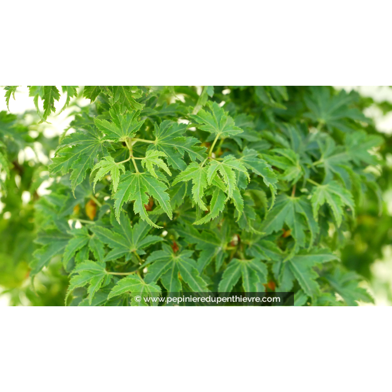 ACER palmatum 'Shishigashira'
