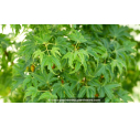 ACER palmatum 'Shishigashira' ACER palmatum 'Shishigashira'