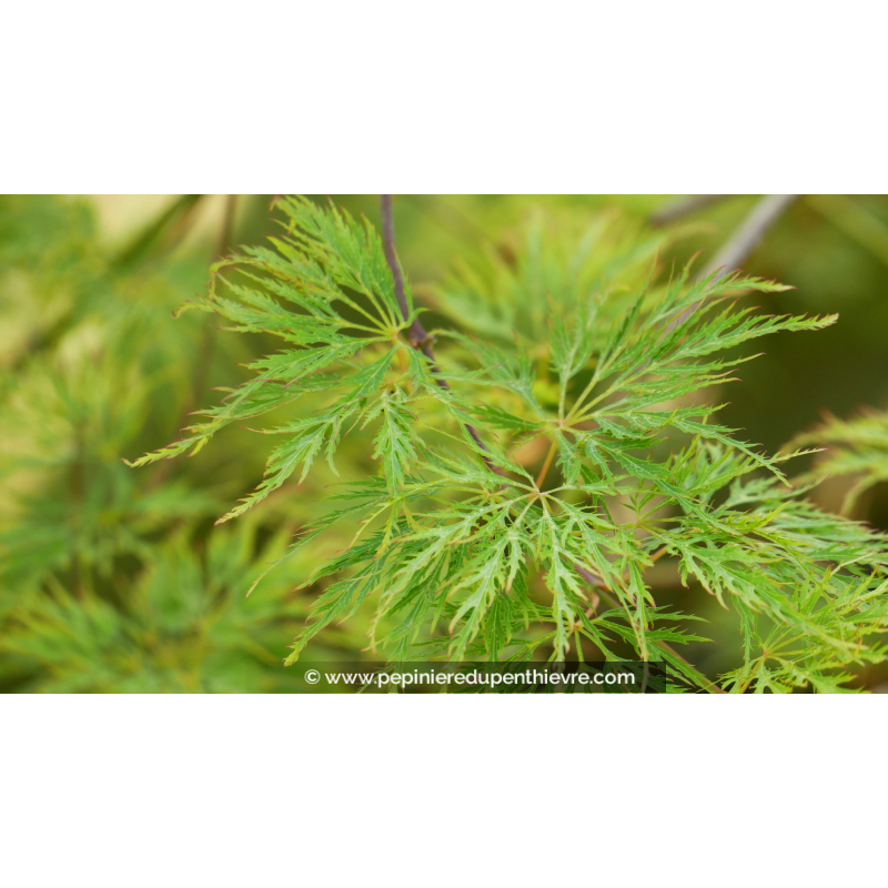 ACER palmatum 'Shinonome'