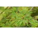 ACER palmatum 'Shinonome' ACER palmatum 'Shinonome'