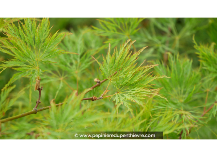 ACER palmatum 'Shinonome' ACER palmatum 'Shinonome'