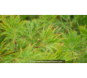 ACER palmatum 'Shinonome' ACER palmatum 'Shinonome'