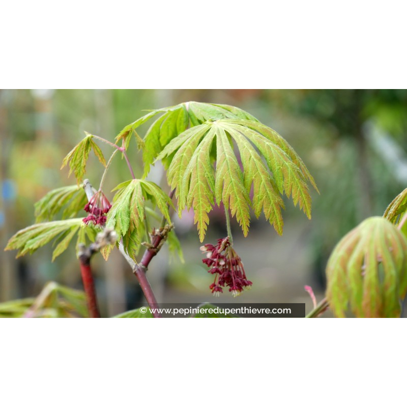 ACER japonicum 'Aconitifolium'