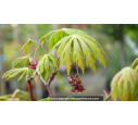 ACER japonicum 'Aconitifolium'