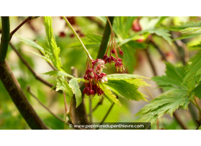 ACER japonicum 'Aconitifolium'