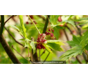 ACER japonicum 'Aconitifolium'