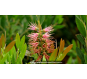 CALLISTEMON viminalis 'Inferno'