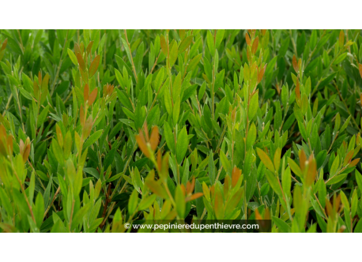 CALLISTEMON viminalis 'Inferno'