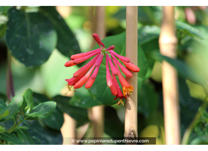 LONICERA 'Dropmore Scarlet'