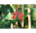LONICERA 'Dropmore Scarlet'