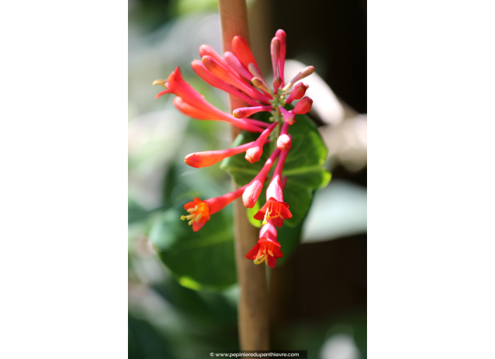 LONICERA 'Dropmore Scarlet'