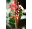 LONICERA 'Dropmore Scarlet'