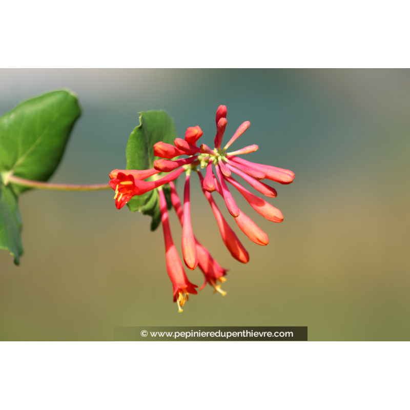 LONICERA 'Dropmore Scarlet'