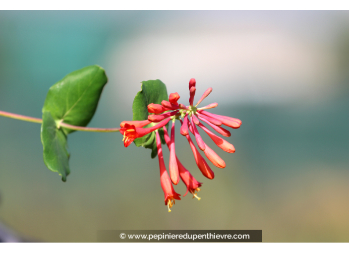 LONICERA 'Dropmore Scarlet'