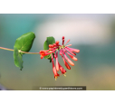 LONICERA 'Dropmore Scarlet'