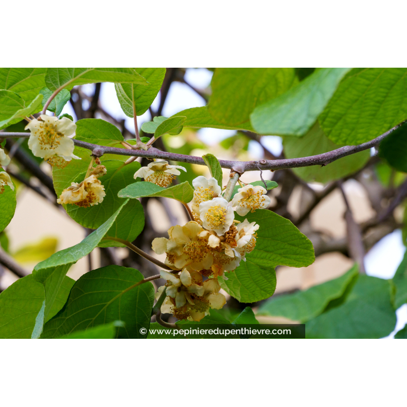 KIWI - ACTINIDIA chinensis (mâle)