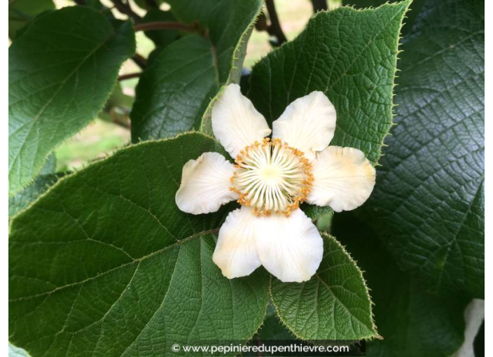KIWI - ACTINIDIA deliciosa 'Hayward' (femelle) KIWI - ACTINIDIA deliciosa 'Hayward' (femelle)