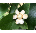 KIWI - ACTINIDIA deliciosa 'Hayward' (femelle) KIWI - ACTINIDIA deliciosa 'Hayward' (femelle)