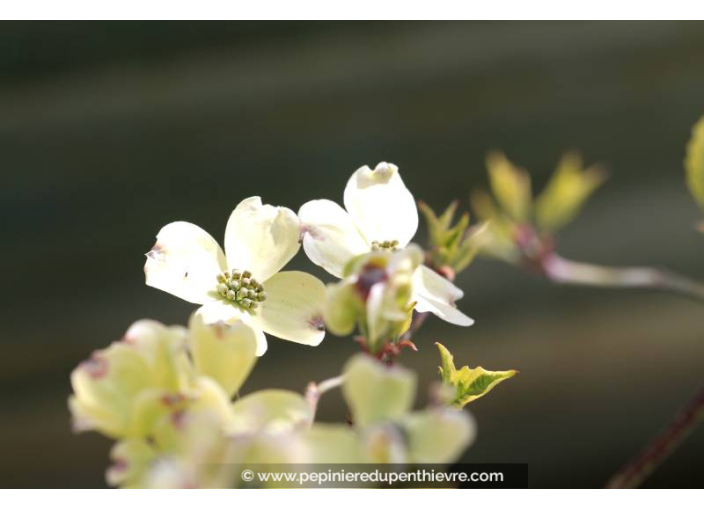 CORNUS florida 'Cherokee Daybreak'