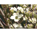 CORNUS florida 'Cherokee Daybreak'