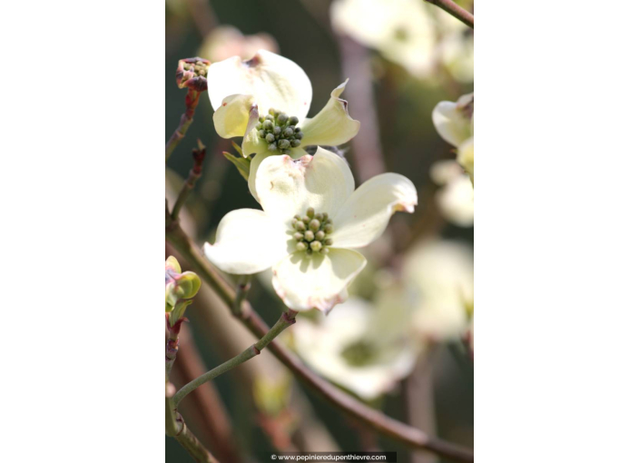 CORNUS florida 'Cherokee Daybreak'