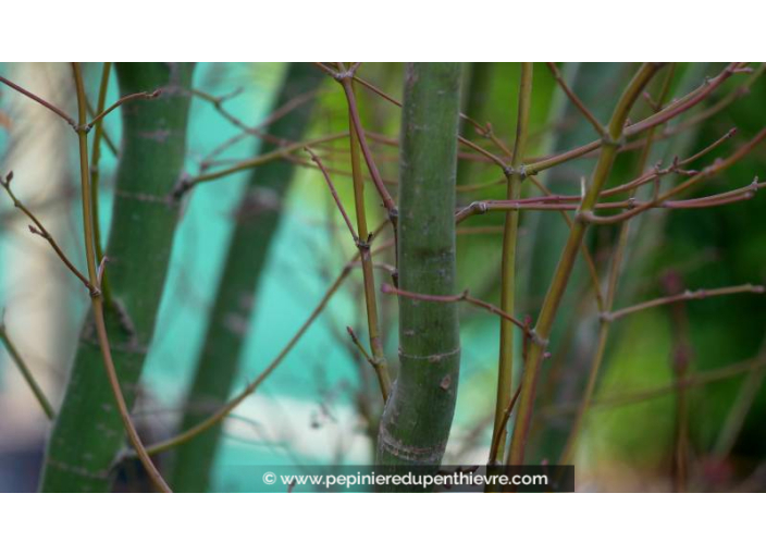 ACER palmatum ACER palmatum