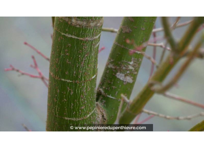 ACER palmatum ACER palmatum