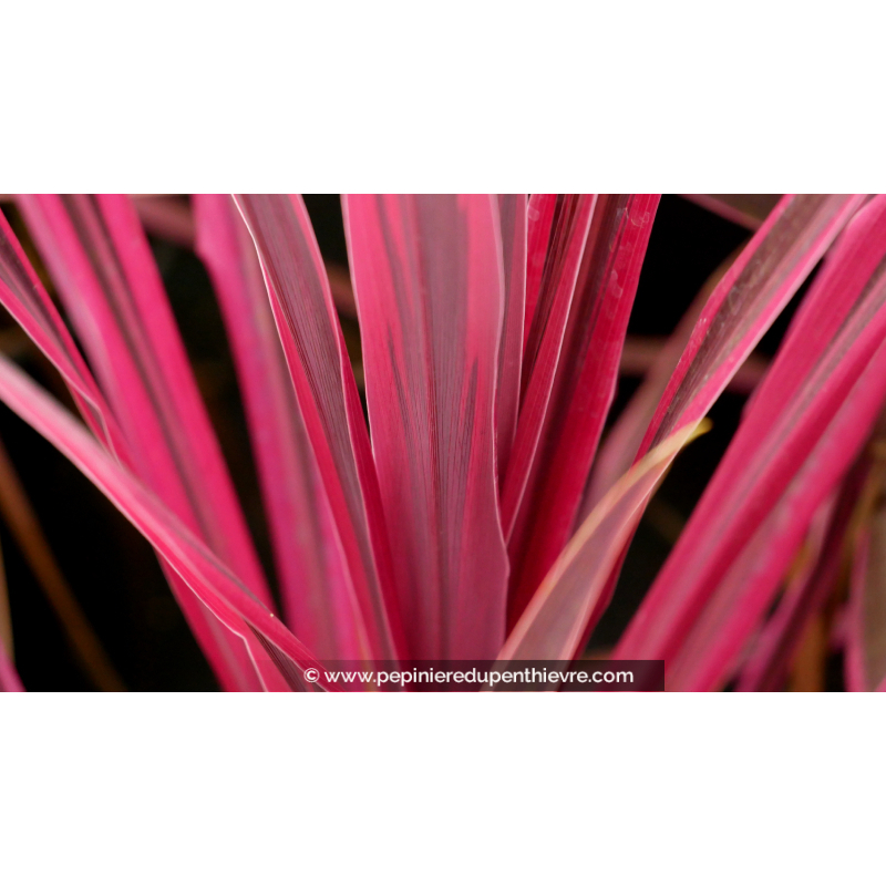 CORDYLINE australis 'Paso Doble'®