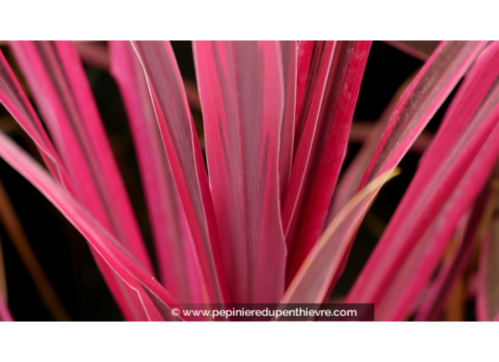 CORDYLINE australis 'Paso Doble'®
