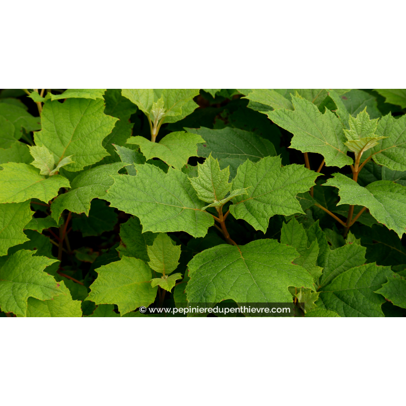 HYDRANGEA quercifolia 'Alice'