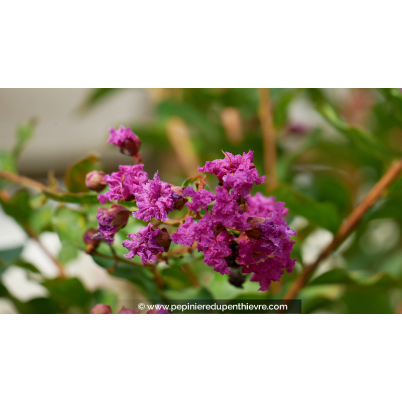 LAGERSTROEMIA 'Violet d'été'®, Lilas des Indes violet - Pépinière du Penthièvre