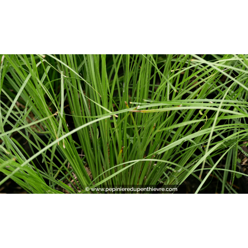 LOMANDRA longifolia 'Tanika', vivace herbacée -Pépinière du Penthièvre