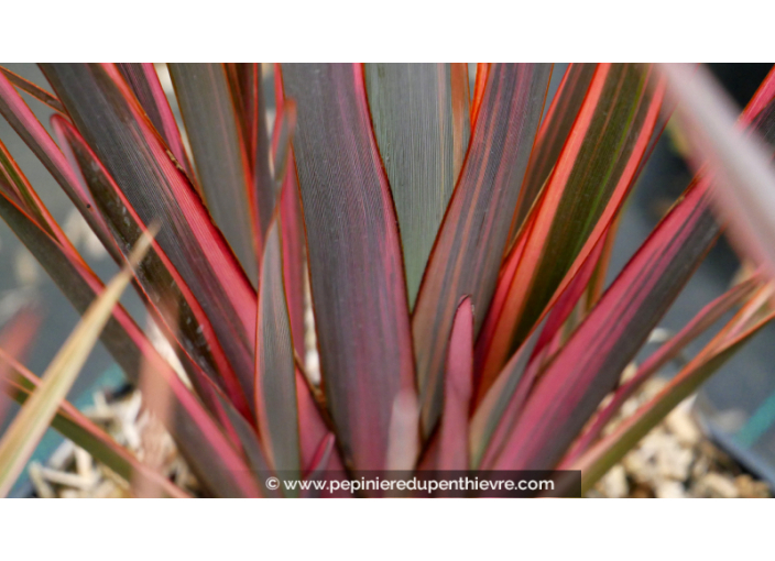 PHORMIUM 'Rainbow Queen'