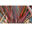 PHORMIUM 'Rainbow Queen'