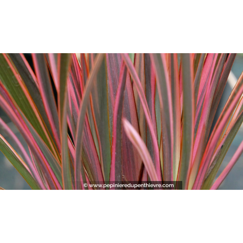 PHORMIUM 'Rainbow Queen'