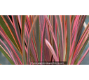 PHORMIUM 'Rainbow Queen'