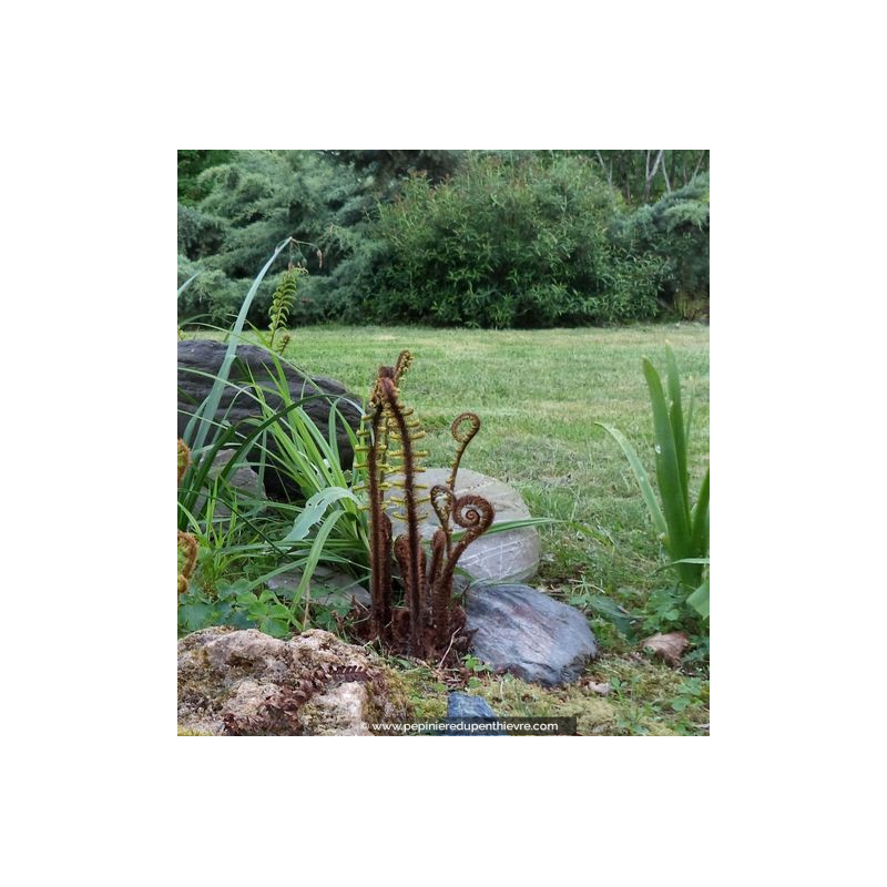 DRYOPTERIS wallichiana