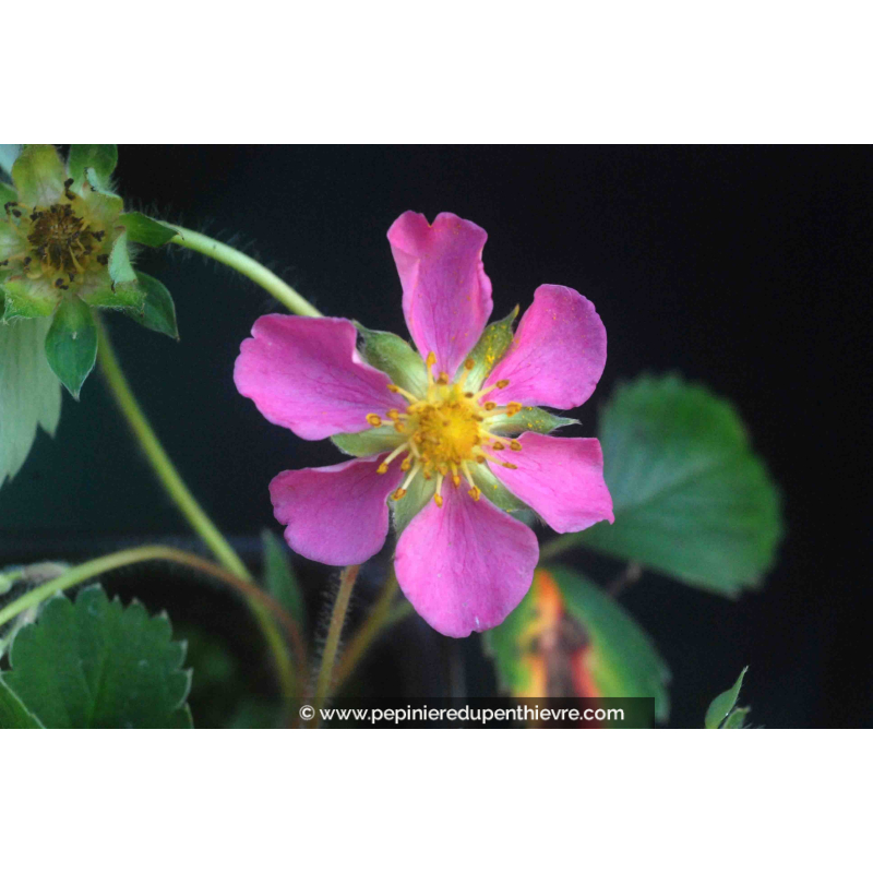FRAGARIA 'Pink Panda'