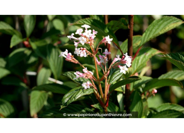 VIBURNUM 'Charles Lamont', Viorne d'hiver rose - Pépinière du Penthièvre