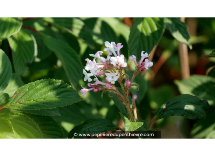 VIBURNUM 'Charles Lamont', Viorne d'hiver rose - Pépinière du Penthièvre