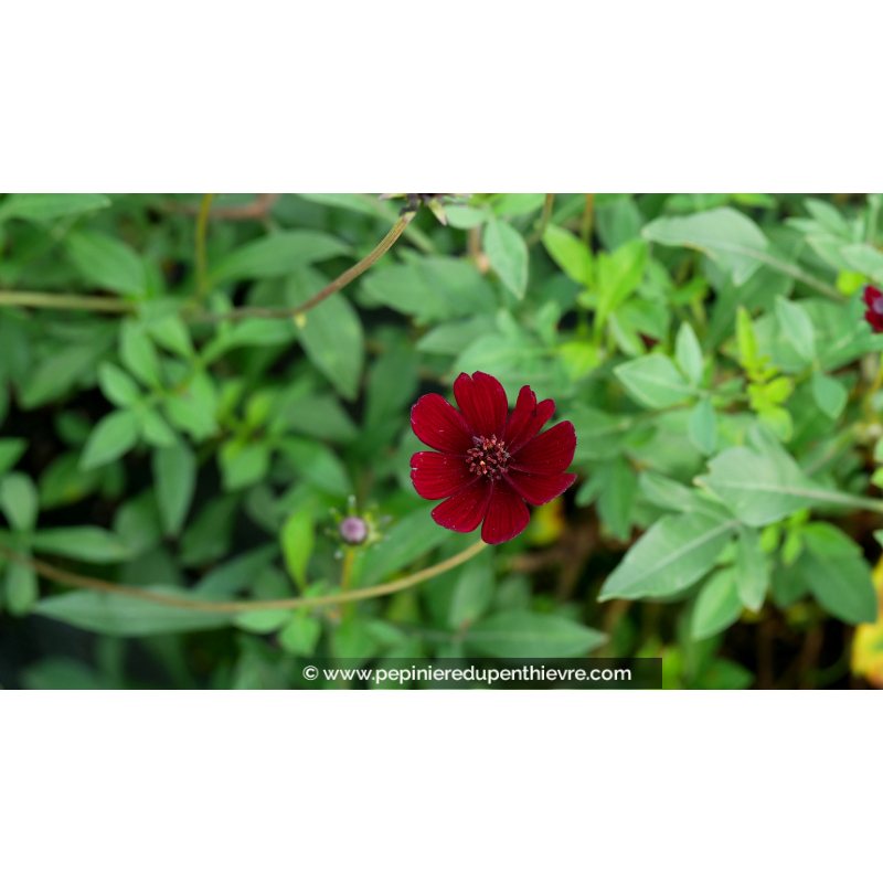 COSMOS atrosanguineus