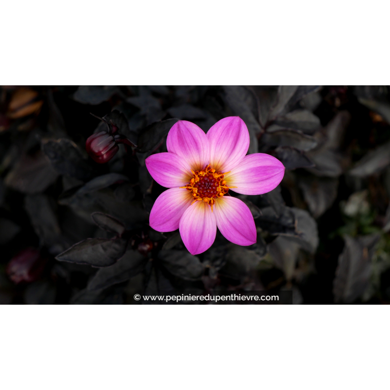 DAHLIA 'Happy Days Pink', dahlia compact rose - Pépinière du Penthièvre