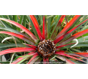 FASCICULARIA bicolor