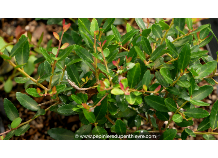 ILEX vomitoria 'Nana Hollybox'