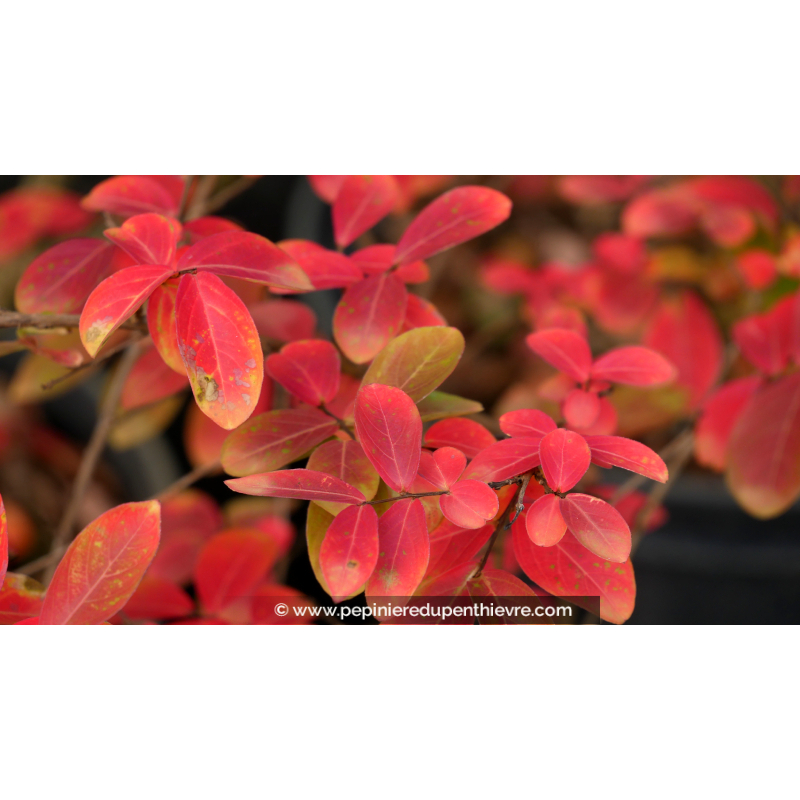 LAGERSTROEMIA 'Étoile rouge', Lilas des Indes rouge - Pépinière du Penthièvre