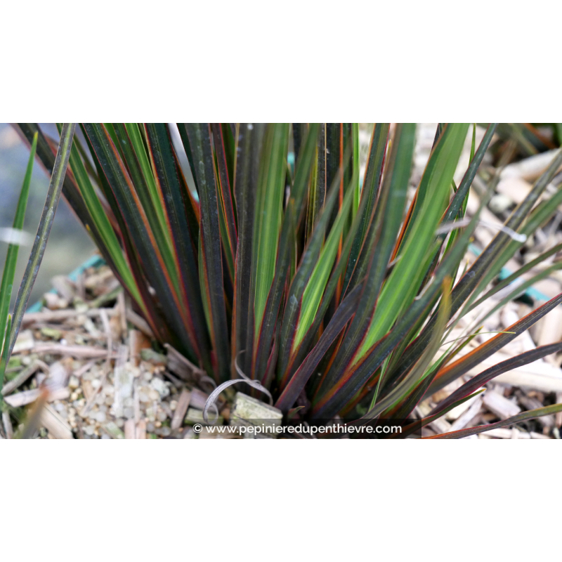 LIBERTIA ixioides 'Taupo Sunset'